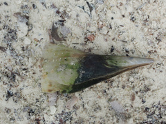 Pinnidae