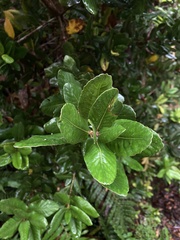 Eucryphia cordifolia