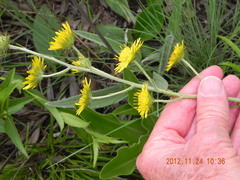 Berkheya rhapontica