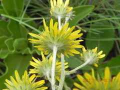 Berkheya rhapontica