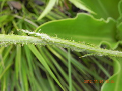 Berkheya rhapontica