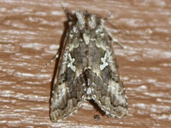 Syngrapha alias