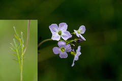 Cardamine pratensis