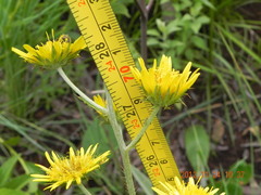 Berkheya rhapontica