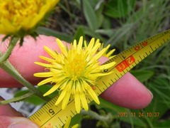 Berkheya rhapontica