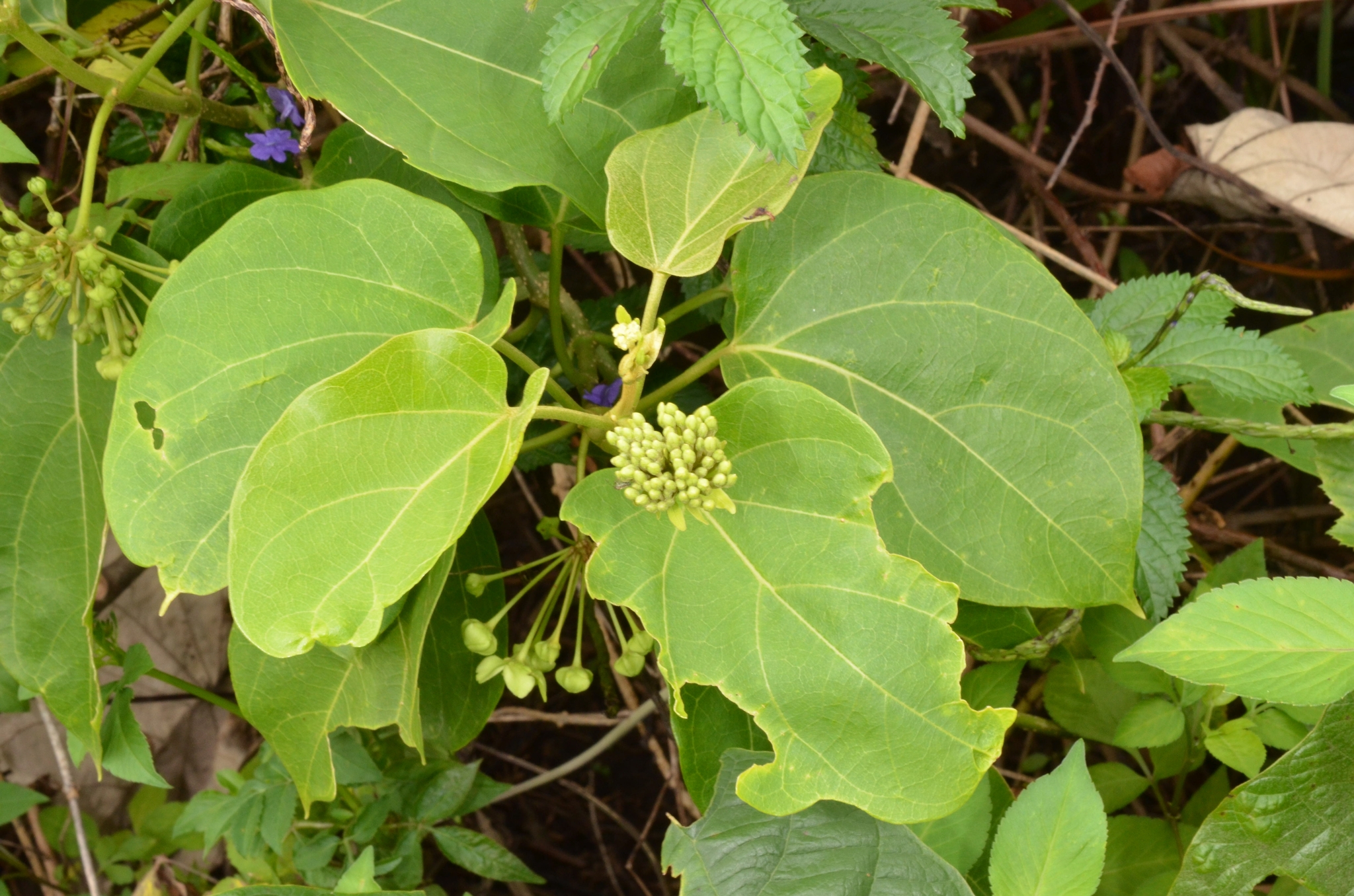 Stephanotis volubilis (Stephanotis volubilis)