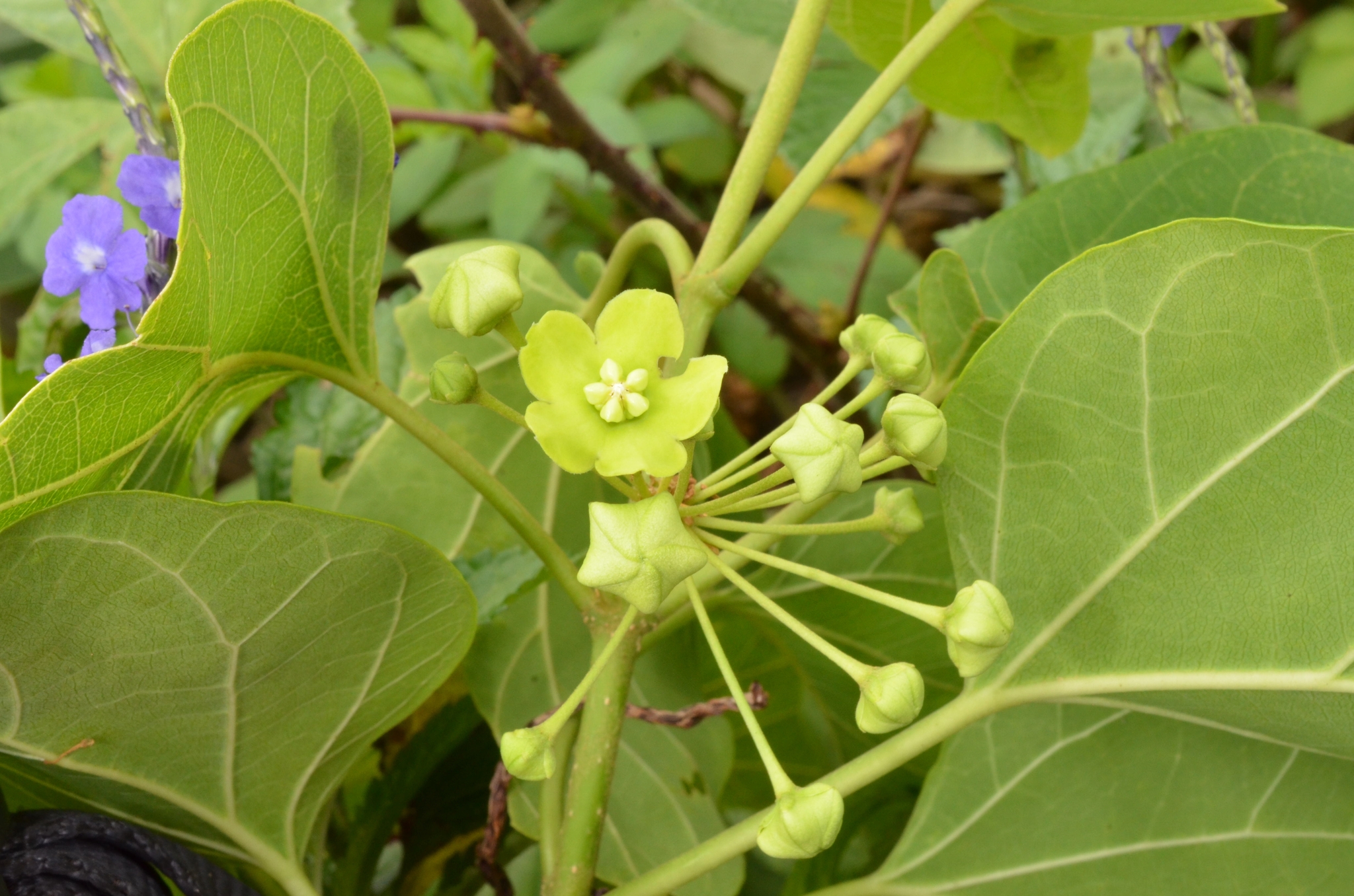 Stephanotis volubilis — ảnh 2