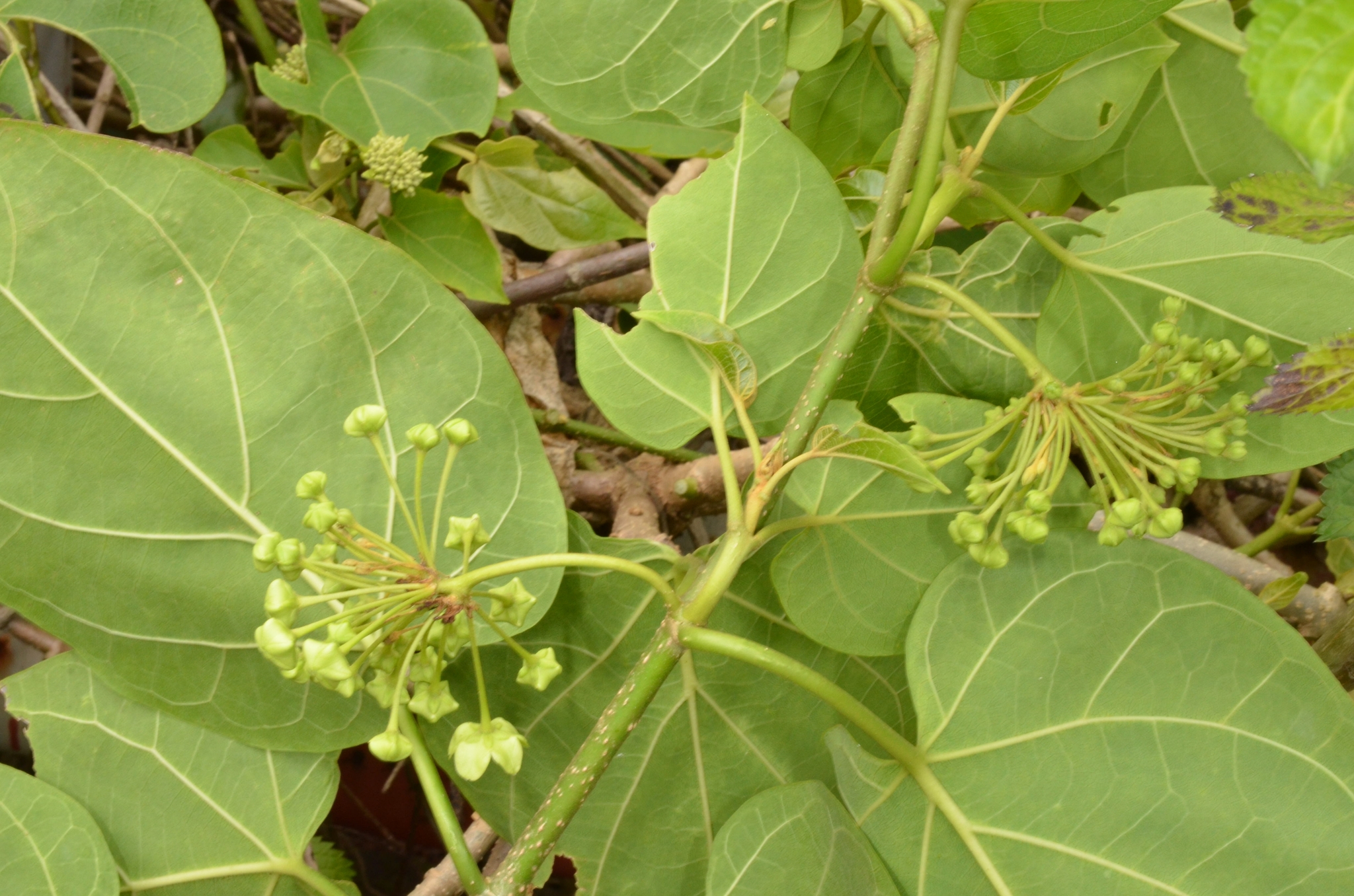 Stephanotis volubilis — ảnh 3