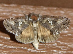 Syngrapha alias