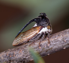 Leptocentrus