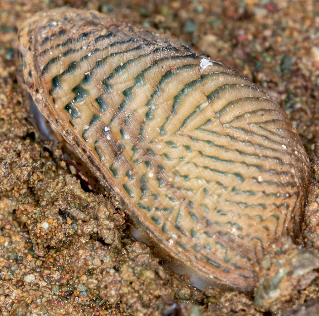 Avocado Clam