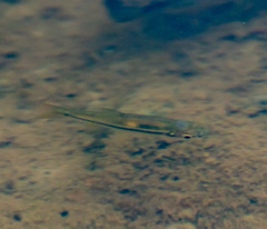 Rasbora