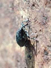 Ceutorhynchus obstrictus