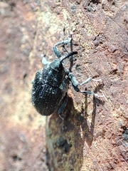 Ceutorhynchus obstrictus