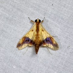 Tetracona pictalis