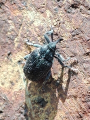 Ceutorhynchus obstrictus