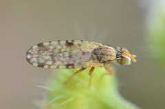 Dioxyna bidentis