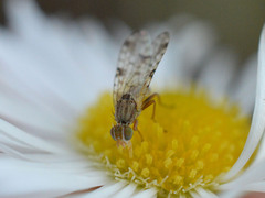 Dioxyna bidentis