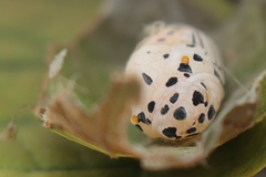 Odontoptilum angulata