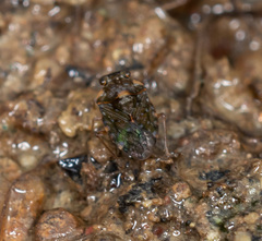 Ochterus