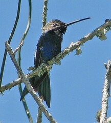 Heliomaster furcifer