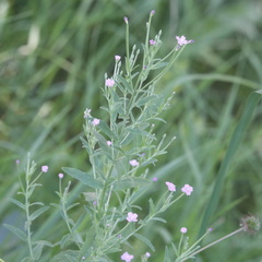 Epilobium tetragonum