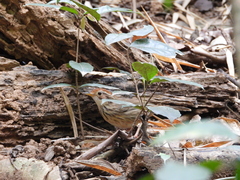 Pellorneum ruficeps