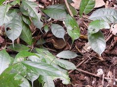 Pellorneum ruficeps