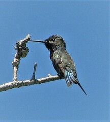 Heliomaster furcifer