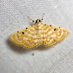 Notarcha aurolinealis
