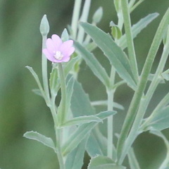 Epilobium tetragonum