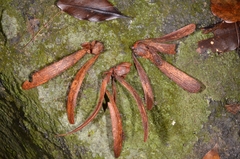 Parashorea stellata