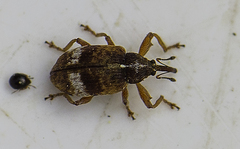 Anthonomus pedicularius