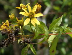 Bidens reptans