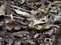 Mycalesis mineus