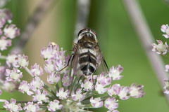 Leucozona laternaria