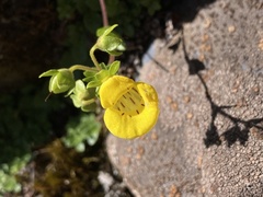 Calceolaria tenella