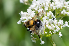 Volucella bombylans
