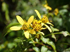 Bidens reptans