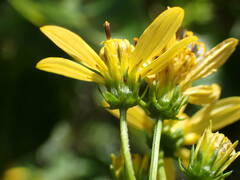 Bidens reptans