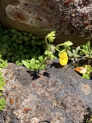 Calceolaria tenella