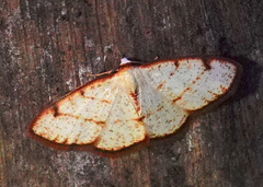 Microxydia orsitaria