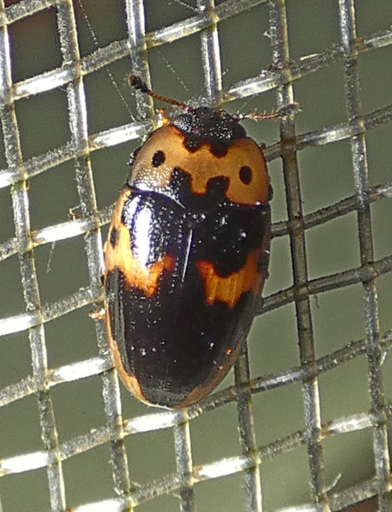 Incertus Ischyrus incertus from Zona rural de Paudalho - Pernambuco on February ...