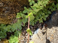Calceolaria tenella