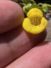 Calceolaria tenella