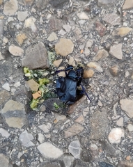 Meloe proscarabaeus