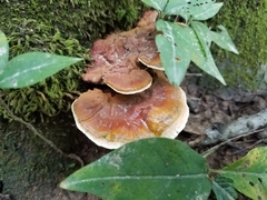 Ganoderma sessile image