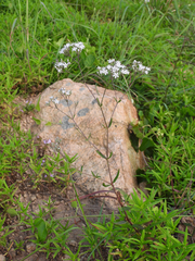 Gypsophila oldhamiana