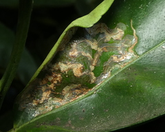 Phyllocnistis citrella