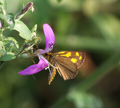 Metisella metis